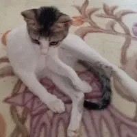 گربه بی نهایت باهوش