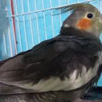 عروس هلندی دستی سخنگو|پرنده|تربت جام, مسکن مهر|دیوار