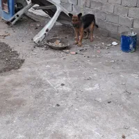 سگ ماشین ژرمن