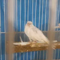 ۶ تا قناری|پرنده|مشهد, شهرک مهر آباد|دیوار