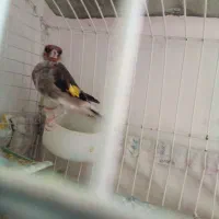 سهره