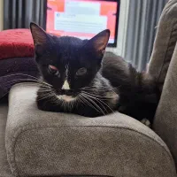 گربه دی اس اچ ماده