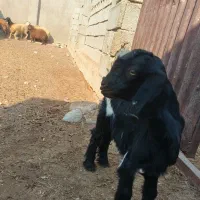 یک عدد کره ماده فروشی