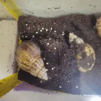 حلزون تخم گذاری به همراه تخم