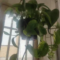 استخدام نیرو برای تولید و انبار