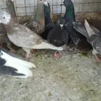 کبوتر