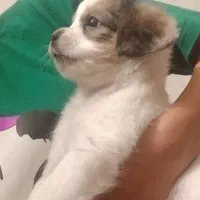 سگ اشپیدز(جانا)|سگ|فولادشهر, مسکن مهر فولادشهر|دیوار