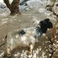 نرمیش تخمی. و کوه نر