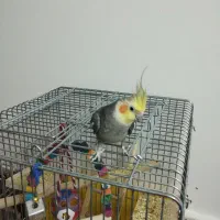 عروس هلندی نر1سالونیمه کارداده مست مست|پرنده|قم, انصارالحسین|دیوار