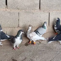 کفتر شهری|پرنده|رونیز, |دیوار