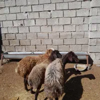 فروش ۳راس بره یک راس میش