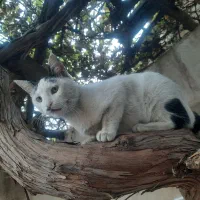 گربه خونگی|گربه|مشهد, اروند|دیوار