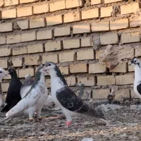 رنگی کفتر|پرنده|یزد, |دیوار