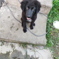 سگ ژرمن