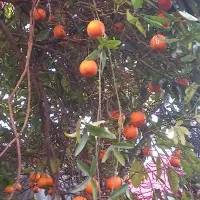 آب نارنج دستی و بدون سمپاشی