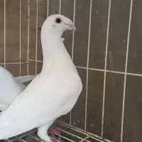 کبوتر هومر
