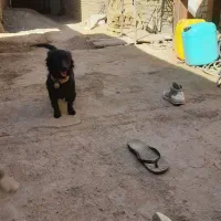 سگ پاکوتاه|سگ|سبزوار, قصبه غربی|دیوار