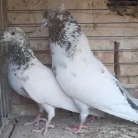 کبوترساعت بالا