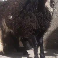 بره نره