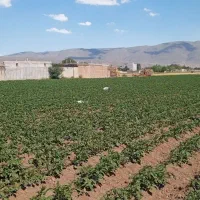 زمین مسکونی در روستای خلیل اباد