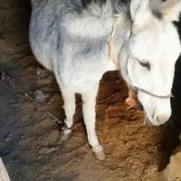 فروش خر الاغ