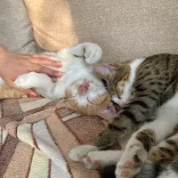 واگذاری گربه نارنجی و پلنگی|گربه|رشت, بوسار|دیوار