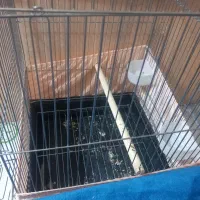 قفس بزرگ. کاسکو و عروس هلندی|لوازم جانبی حیوانات|ری, فیروزآبادی|دیوار