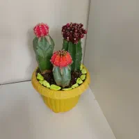 گل کاکتوس عمده وتک