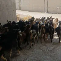 بز داشتی|حیوانات مزرعه|شیراز, بهارستان|دیوار
