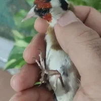 سهره چهار ماه قفس