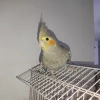 عروس هلندی،نر