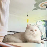 گربه پرشین