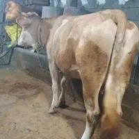 گاو.گوساله.سیمینتال.ورزا.لیشه