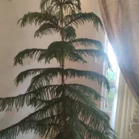 کاج مطبق بزرگ