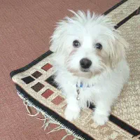 شیتزو|سگ|تهران, ائمه اطهار|دیوار