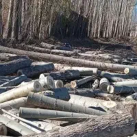 خرید وبرش دست مزد انواع درخت وچوب صنوبر بید و میوه|خدمات باغبانی و درختکاری|اهر, |دیوار