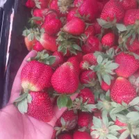 توت فرنگی ارگانیک تازه چین