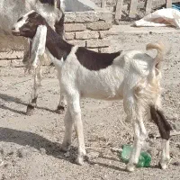 بزغاله پاکستانی