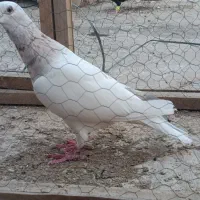 کله هما هفرنگ شامی کرمونی