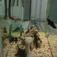 آکواریم|ماهی|قدس, شهر‌قدس|دیوار