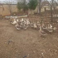 فروش غاز و قوغاز محلی|حیوانات مزرعه|آبیک, |دیوار