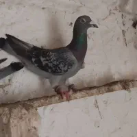 کفتر فروشی|پرنده|بیرجند, |دیوار