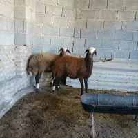 توقلی گوسفند|حیوانات مزرعه|انبارآلوم, |دیوار