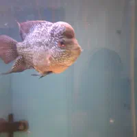 ماهی فلاور  پترن عالی سالم فروش فوری|ماهی|رشت, حمیدیان|دیوار