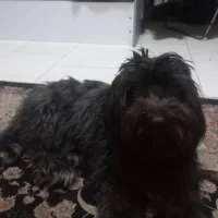 یک سگ  تریر نر بازیگوش و باهوش|سگ|اندیشه, اندیشه فاز ۵|دیوار