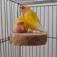طوطی برزیلی چشم شرابی|پرنده|اصفهان, کوی گلزار|دیوار