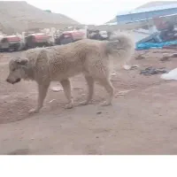 توله قدرجونی