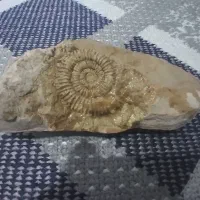 سنگ فسیل|جواهرات|گالیکش, |دیوار