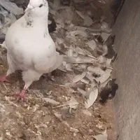 کبوتر|پرنده|ماکو, |دیوار