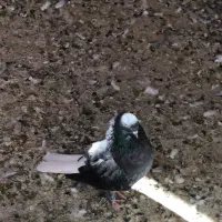 کبوتر زاغ نر دم سفید